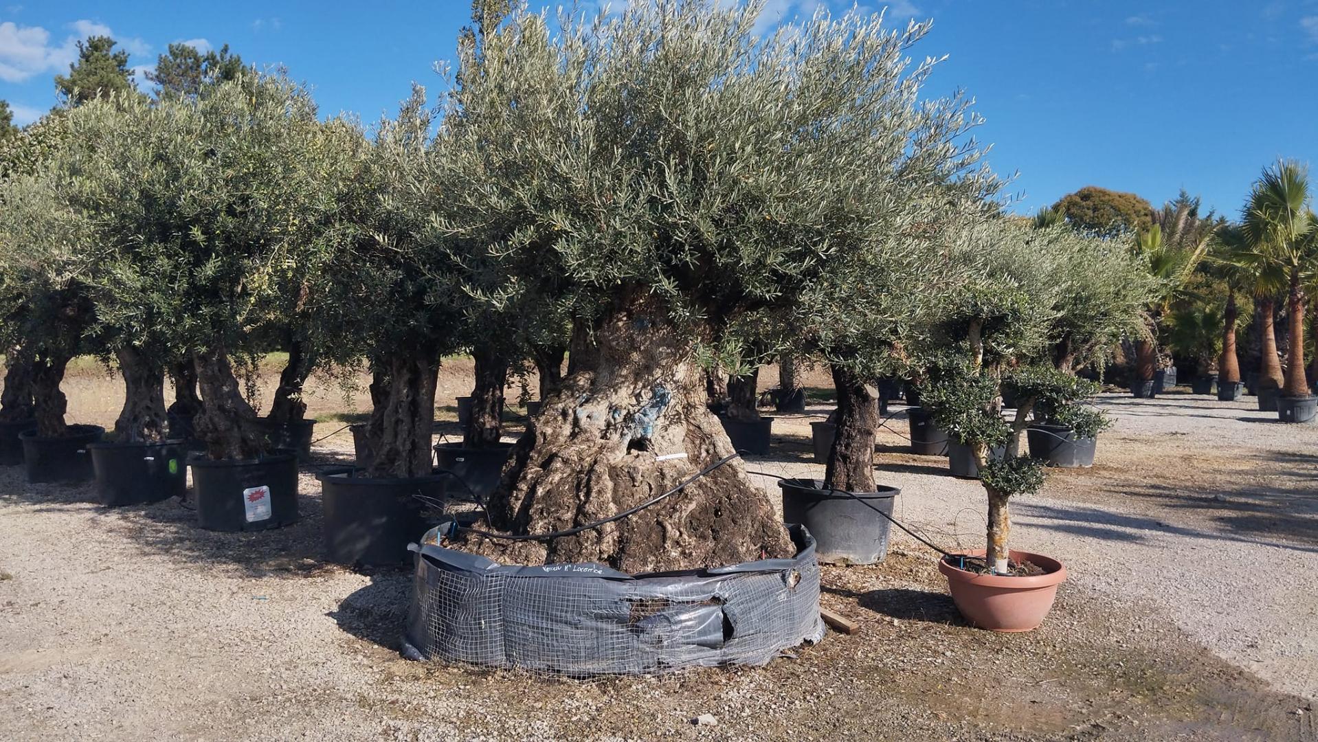 Aménagement de jardin Grisolles