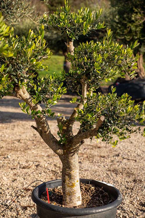 Horticulteur Grisolles