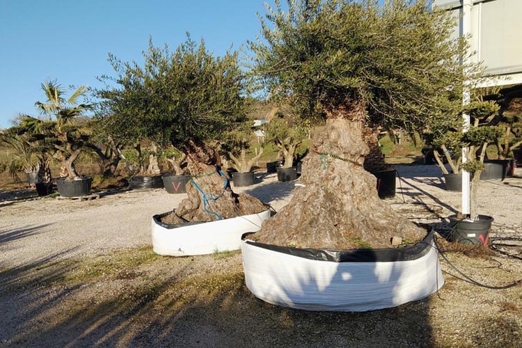 Aménagement de jardin Grisolles