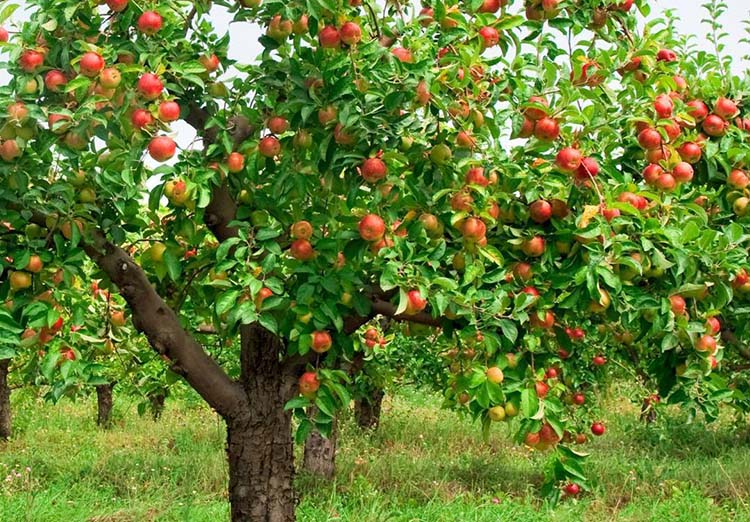 Aménagement de jardin Grisolles