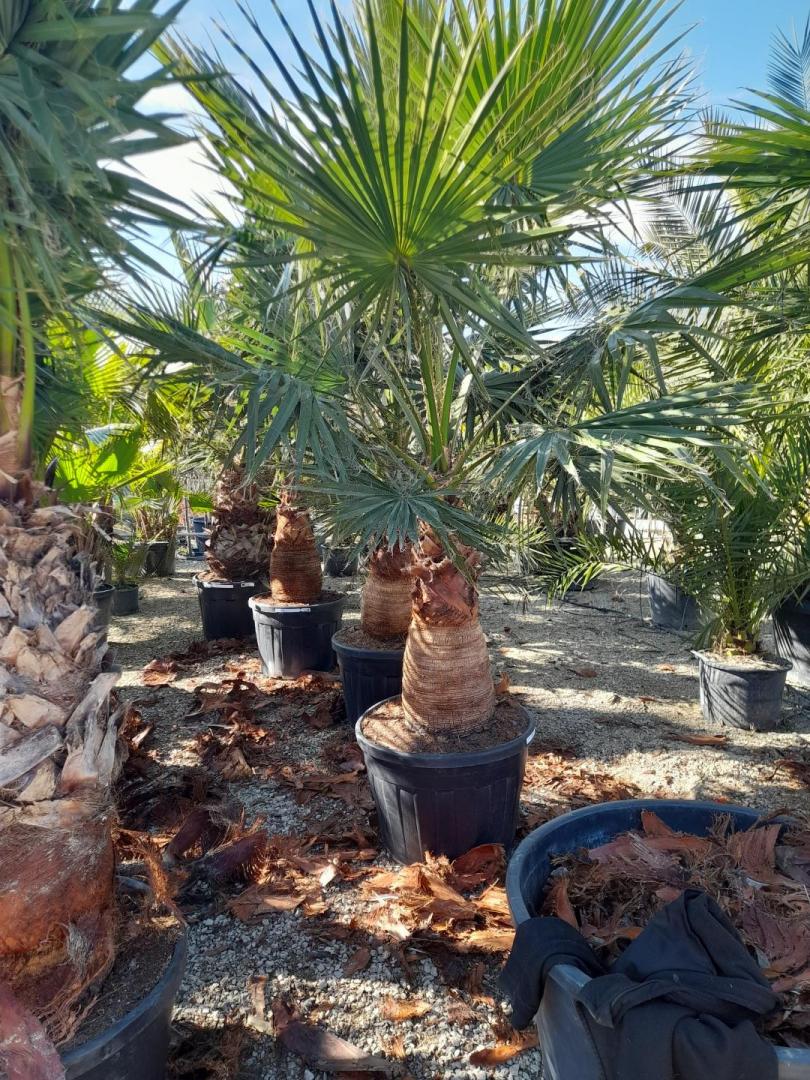 Palmier du Mexique qui peut atteindre 10 à 15m de hauteur