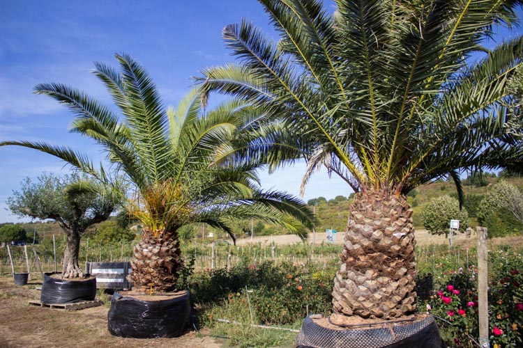 Dattier des Canaries ou faux dattier qui peut atteindre 20m de hauteur