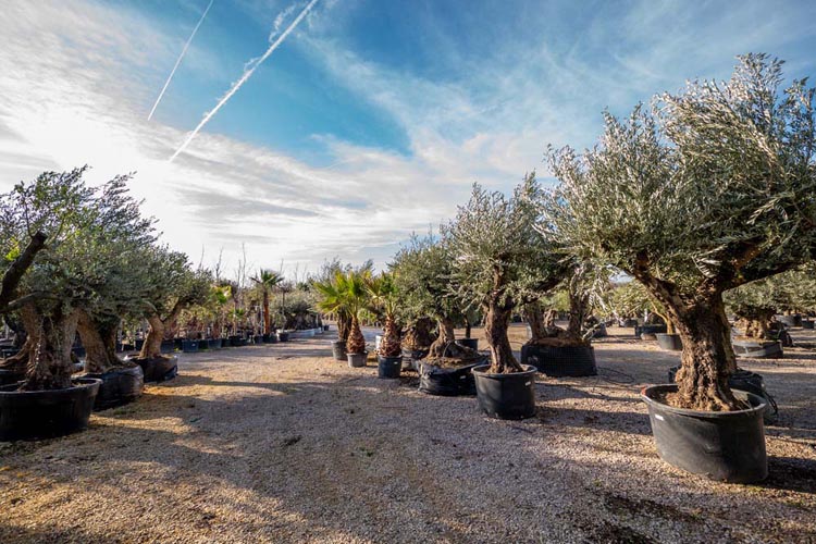 Aménagement de jardin Grisolles