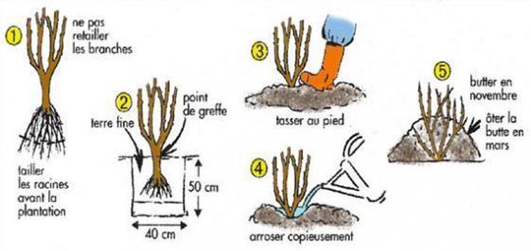 Aménagement de jardin Grisolles