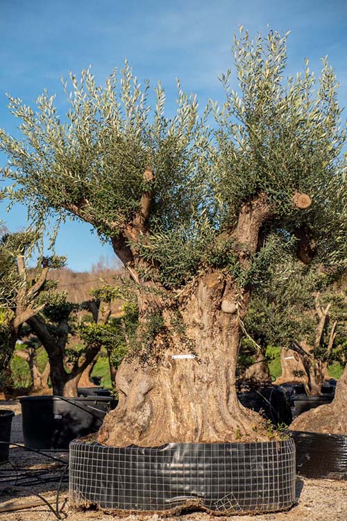 Horticulteur Grisolles